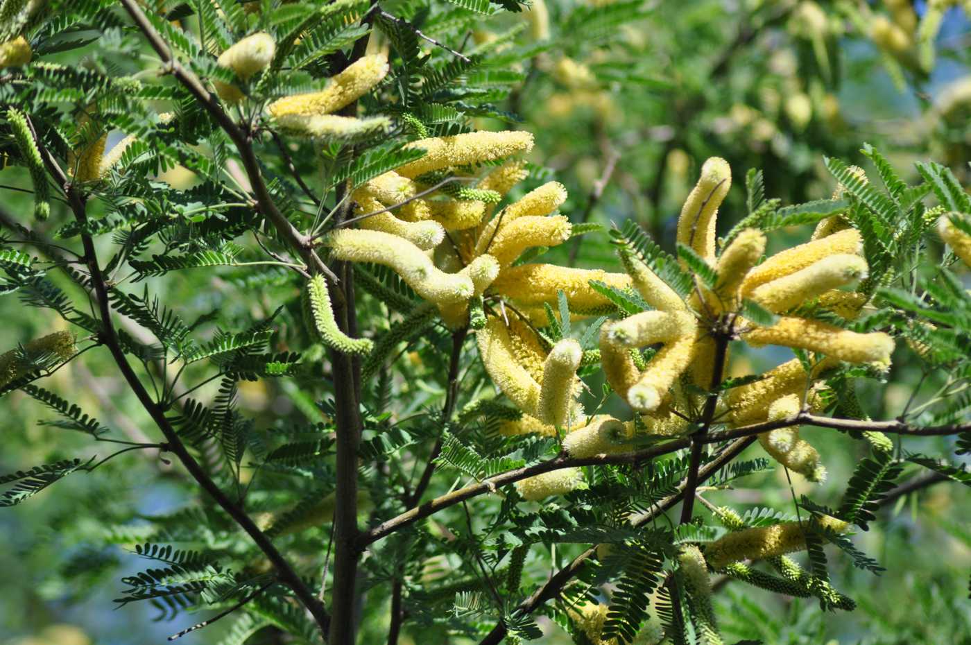 Image of Prosopis juliflora specimen.
