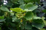 Corylus heterophylla. Верхушка ветви с соплодием. Приморье, окр. г. Находка, окр. пос. Ливадия, бухта Средняя, опушка широколиственного леса. 04.08.2021.