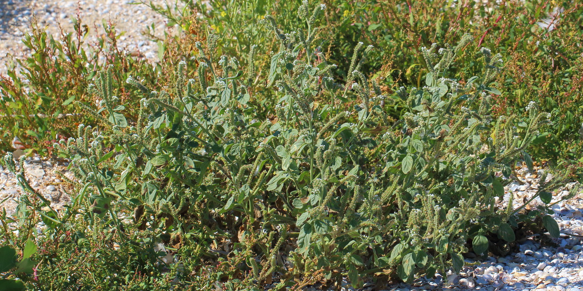 Image of Heliotropium europaeum specimen.