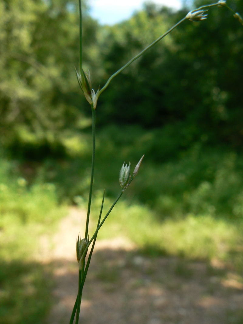 Image of Juncus bufonius specimen.