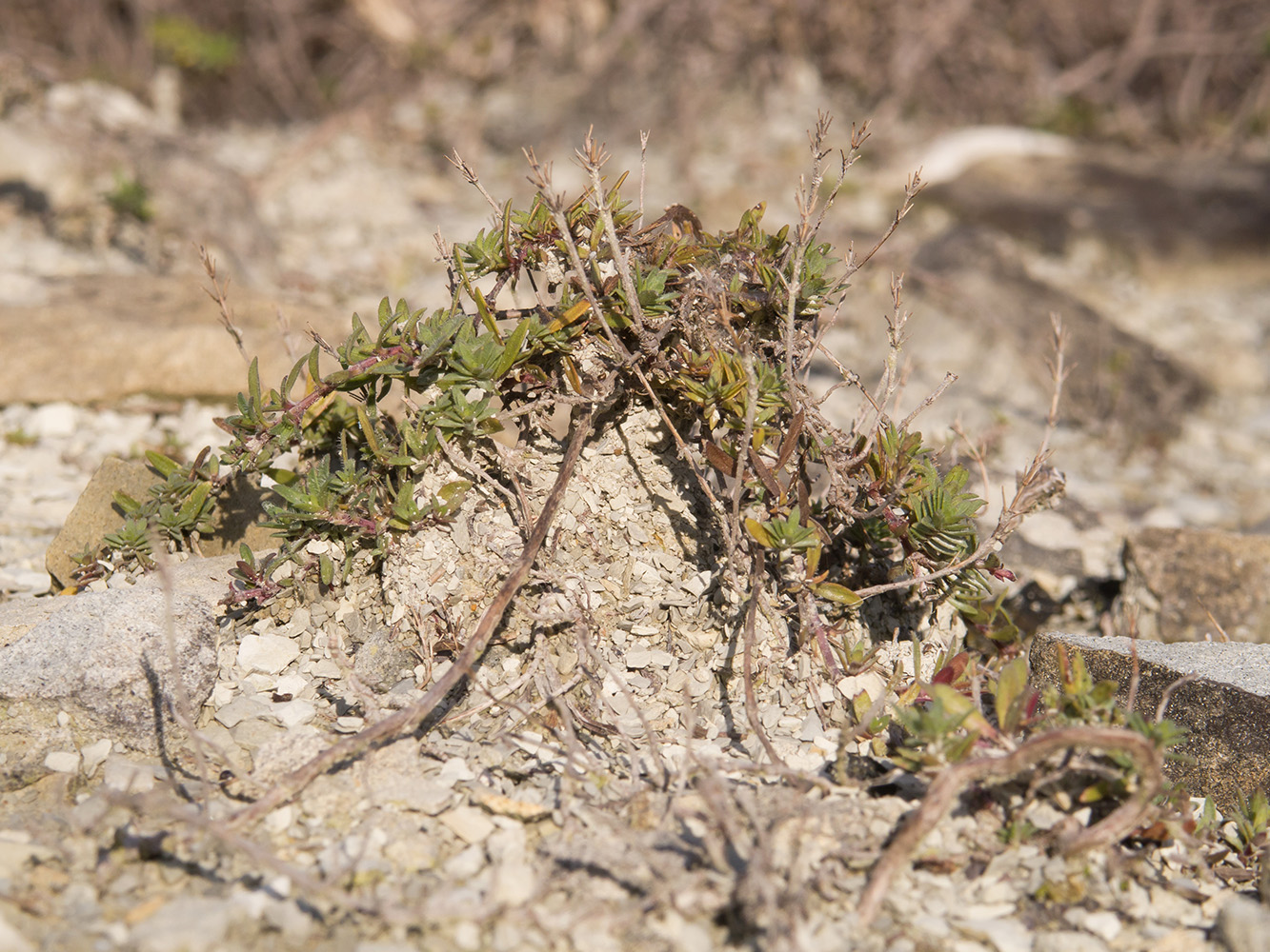 Image of Thymus sessilifolius specimen.