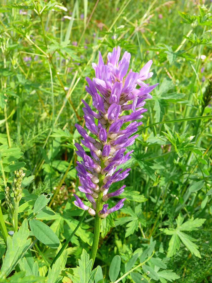 Изображение особи Astragalus laxmannii.