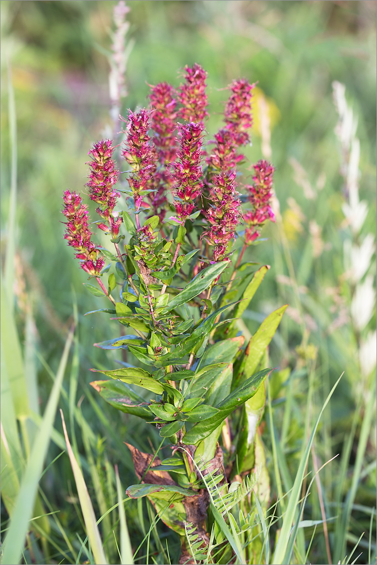 Image of Lythrum intermedium specimen.