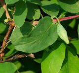 Lonicera edulis