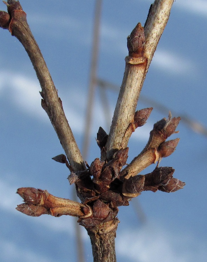 Изображение особи Ribes rubrum.