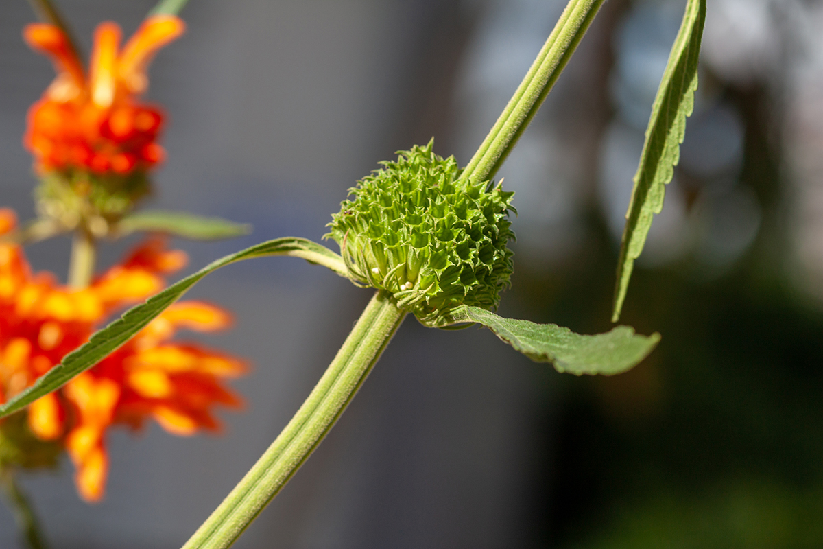 Image of Leonotis nepetifolia specimen.