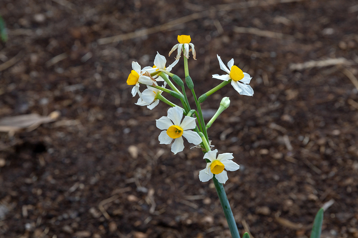 Изображение особи Narcissus tazetta.