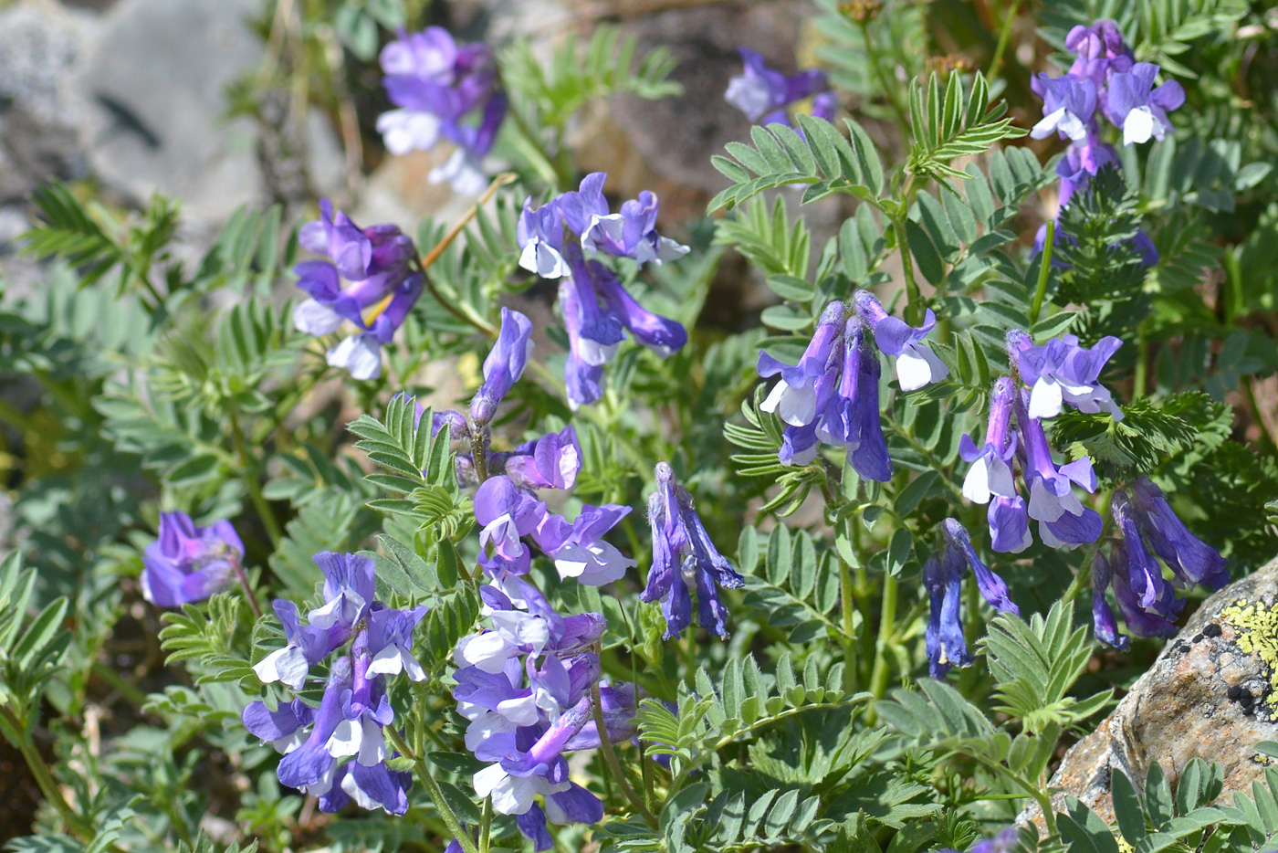 Image of Vicia sosnowskyi specimen.