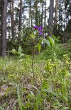 Lathyrus vernus