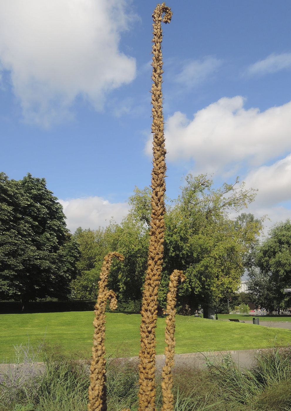 Image of Verbascum thapsus specimen.