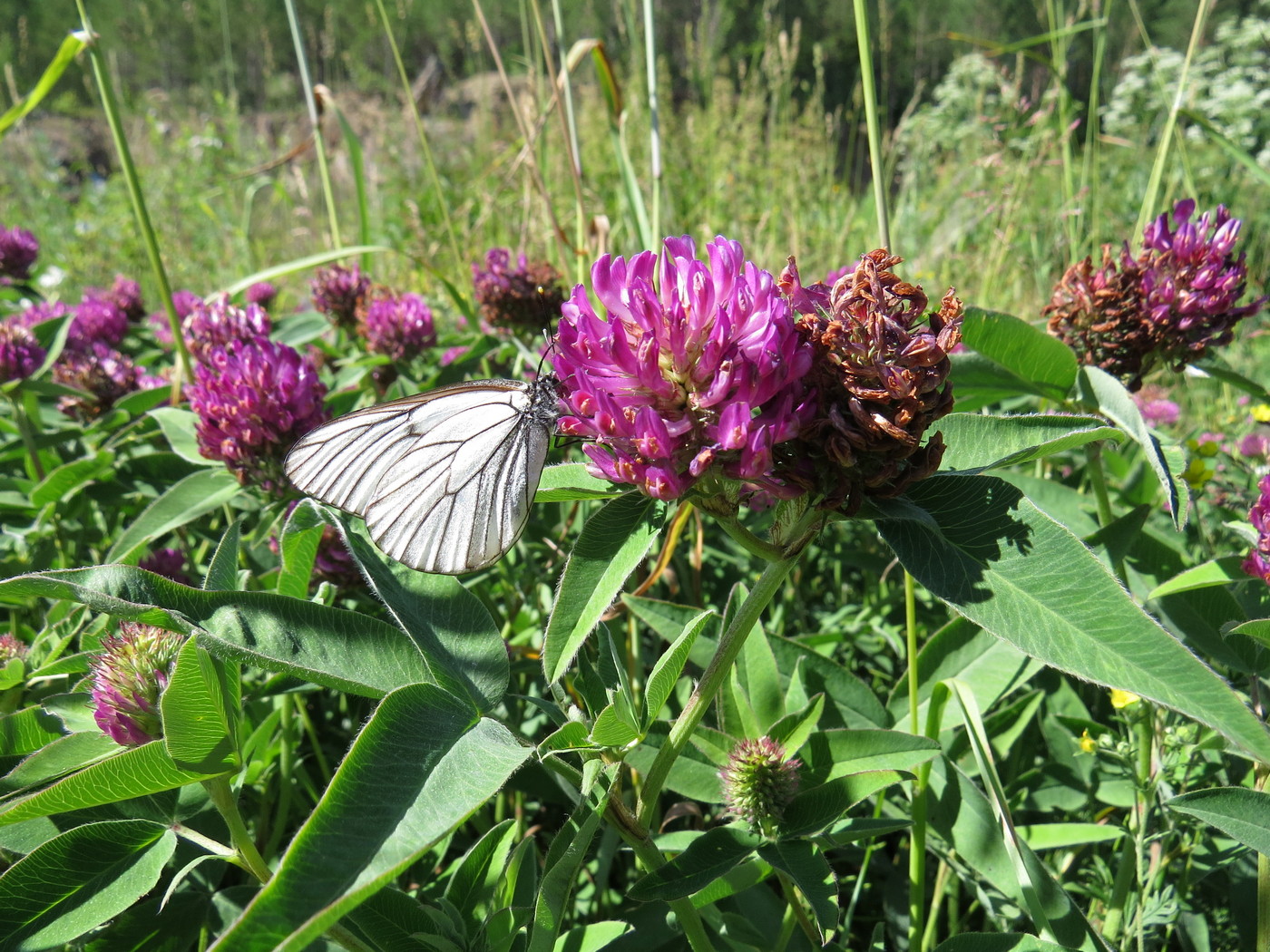 Изображение особи Trifolium medium.