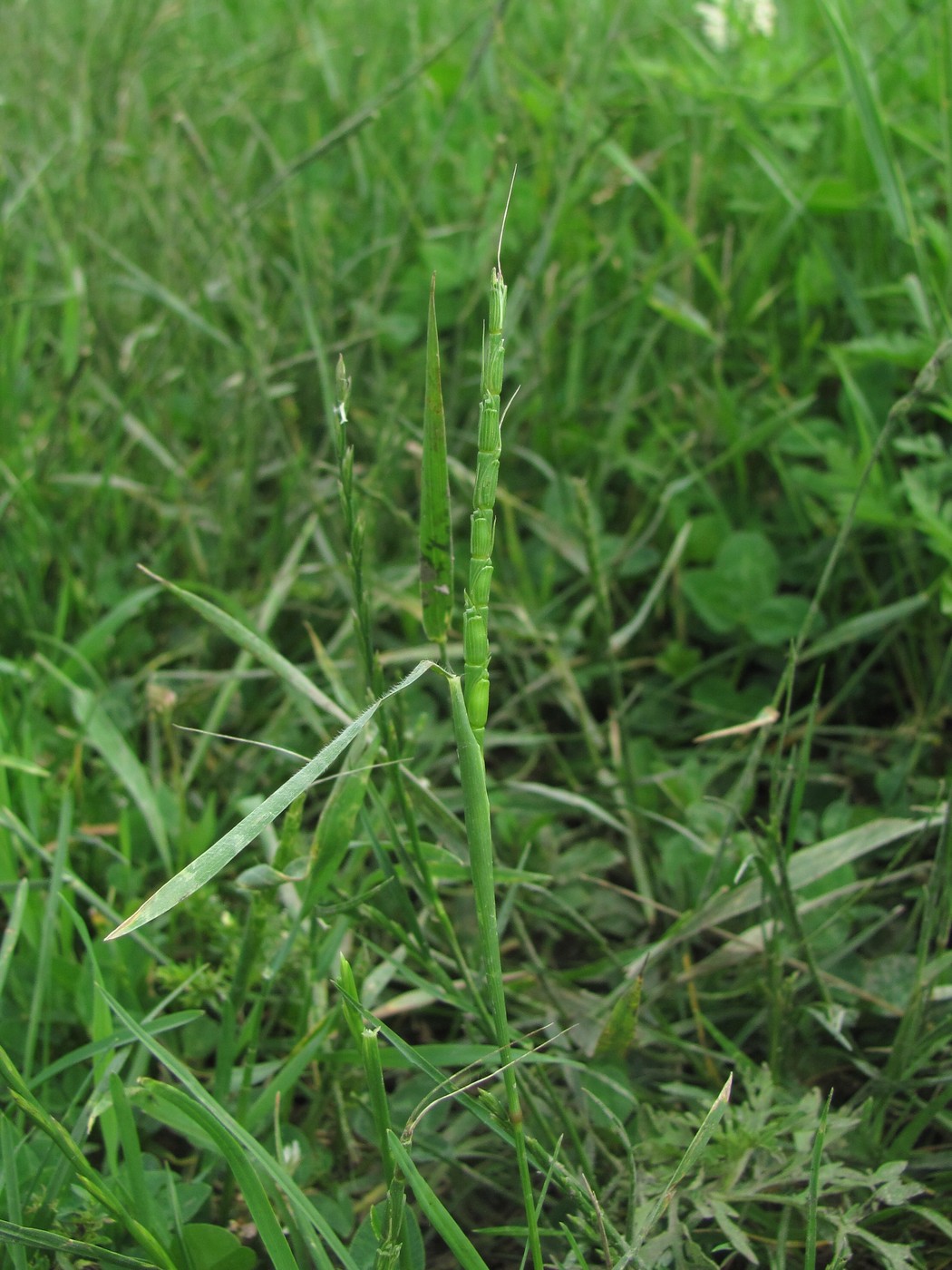 Image of Aegilops cylindrica specimen.