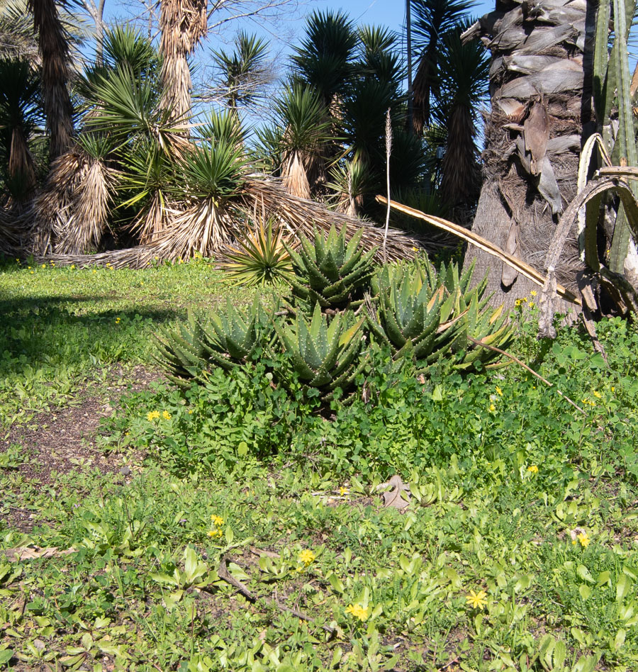 Изображение особи Aloe brevifolia.