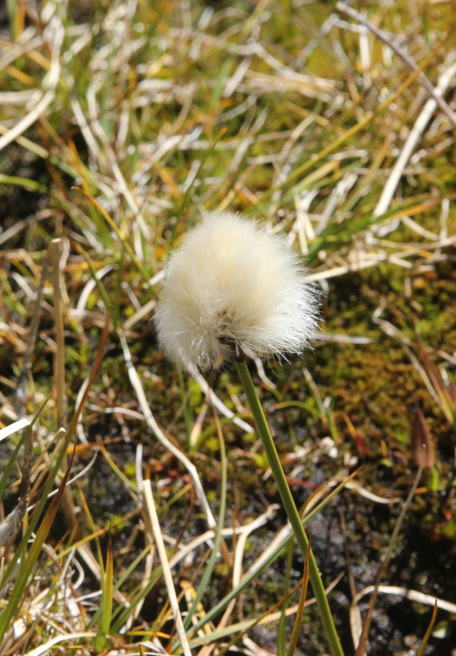 Изображение особи Eriophorum scheuchzeri.