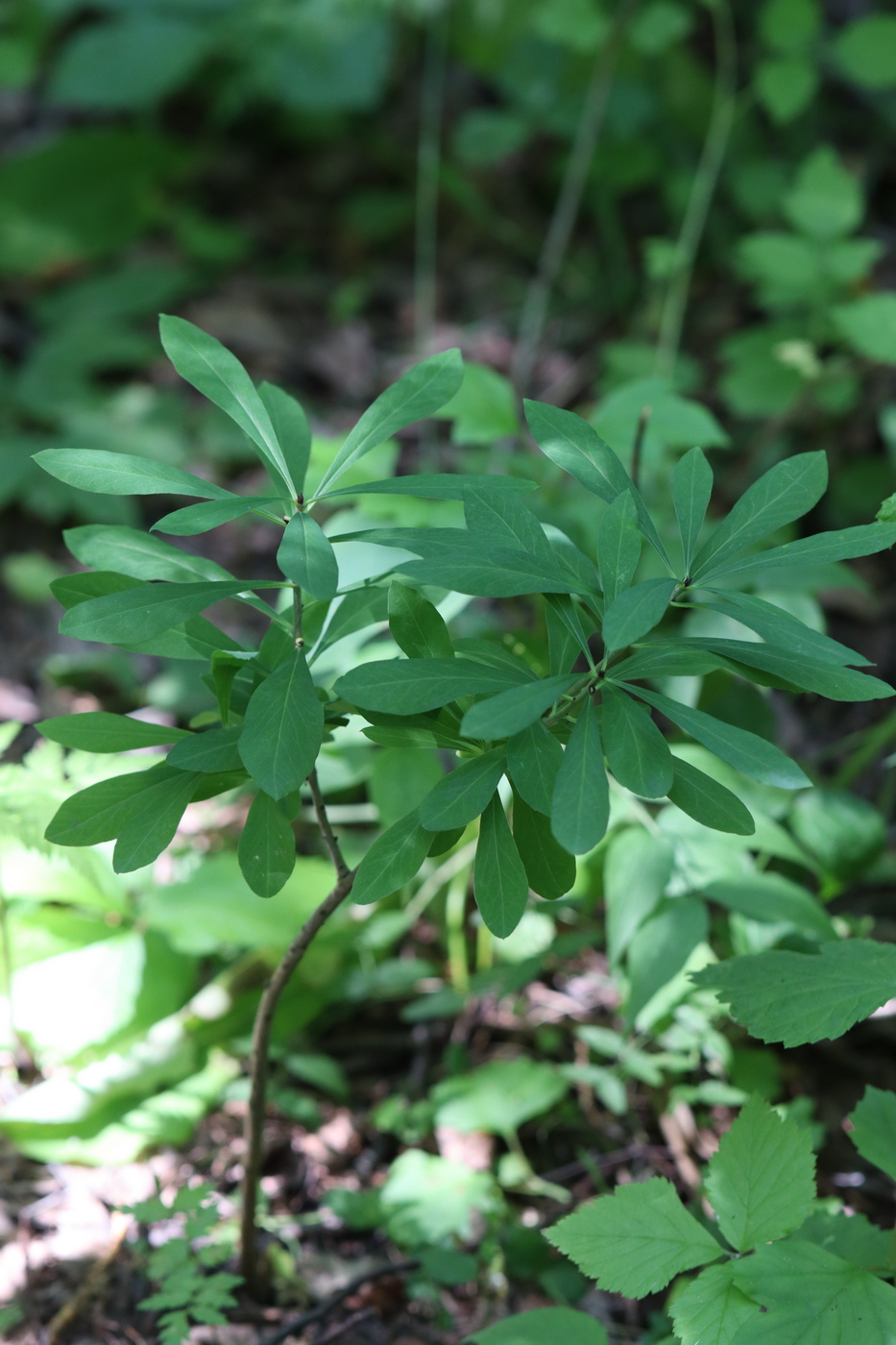 Image of Daphne mezereum specimen.