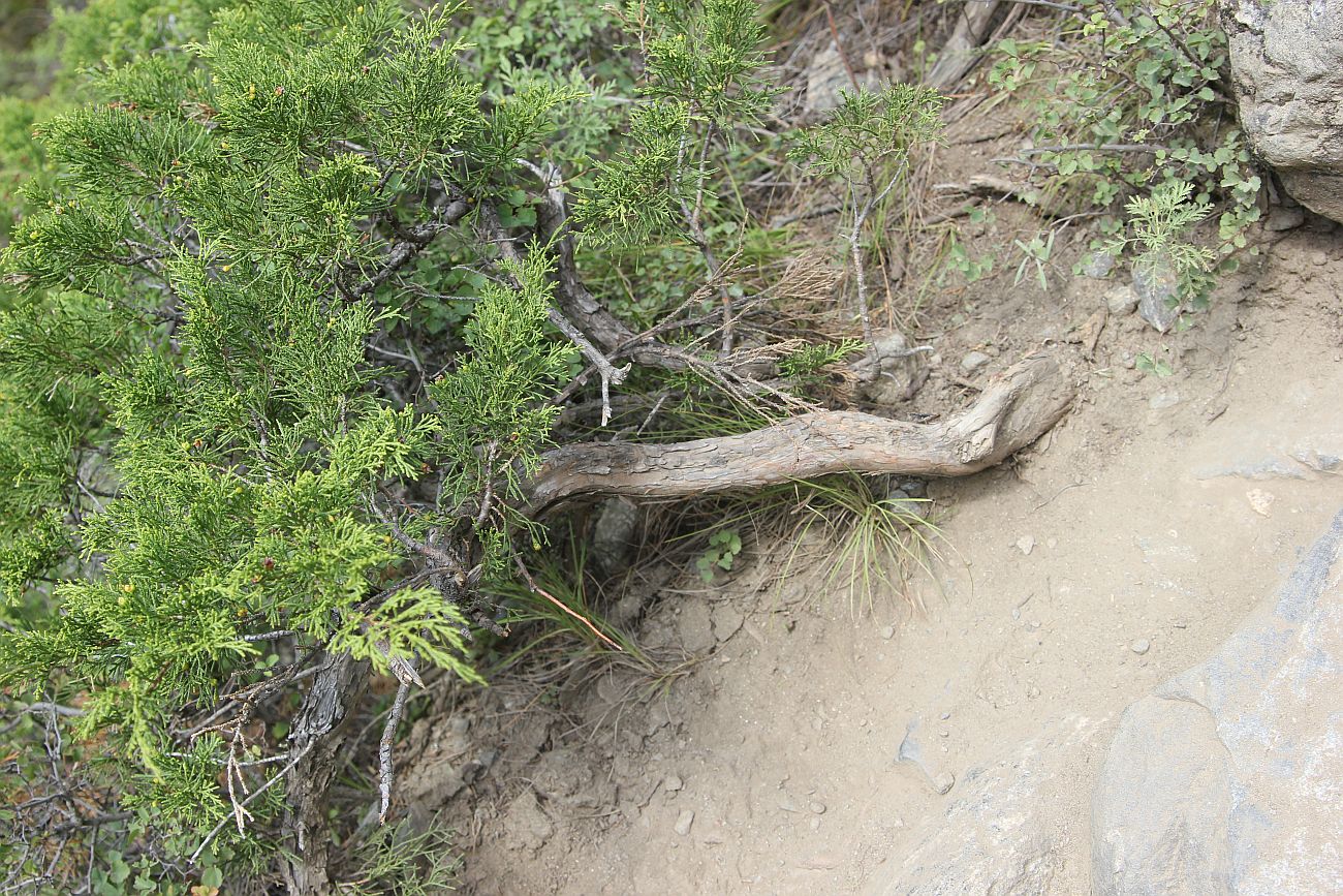 Image of Juniperus sabina specimen.