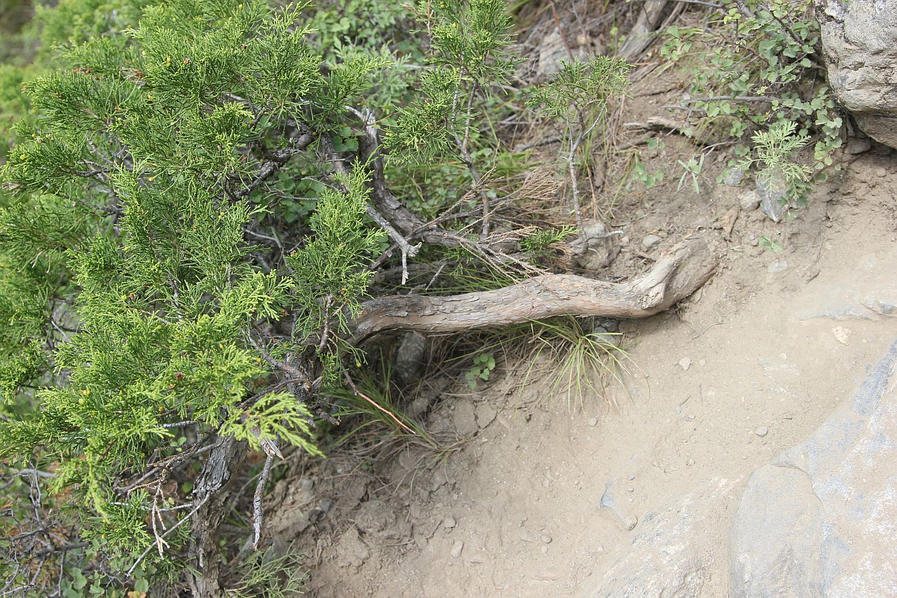 Изображение особи Juniperus sabina.