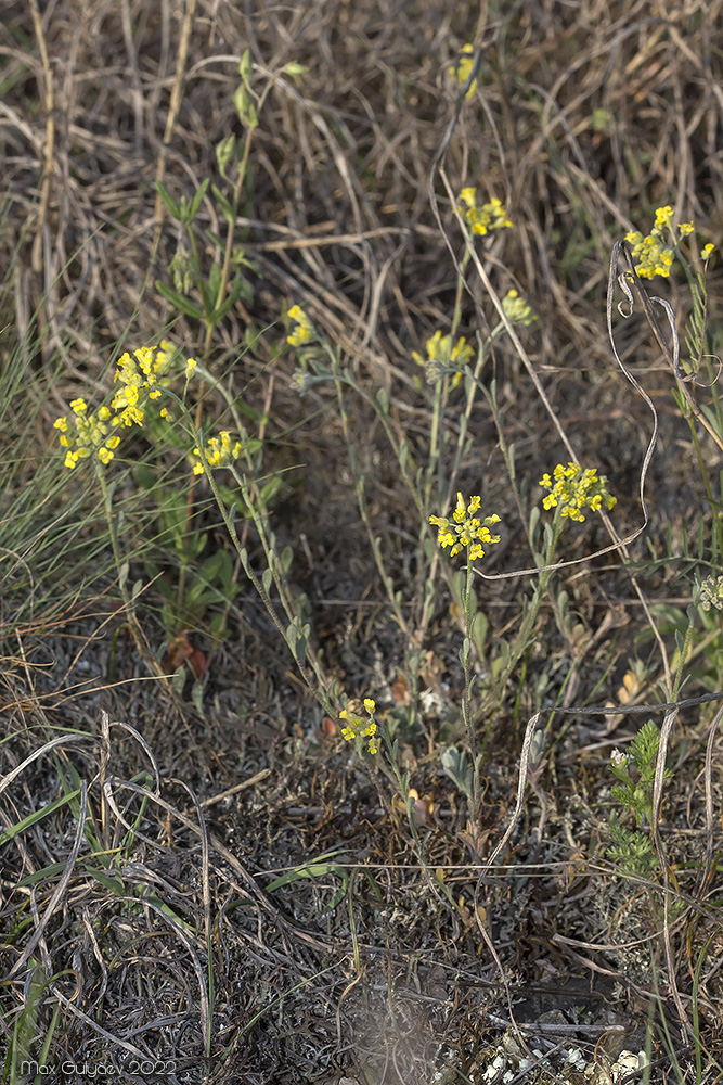 Image of genus Odontarrhena specimen.