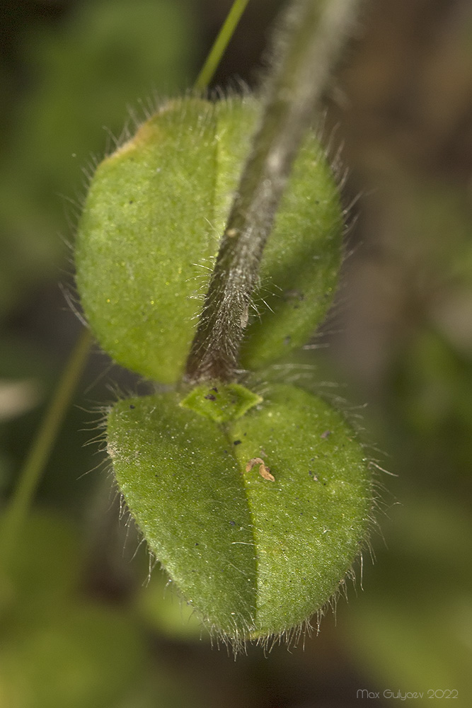 Изображение особи Cerastium glomeratum.