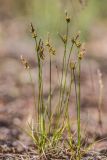 Carex supina