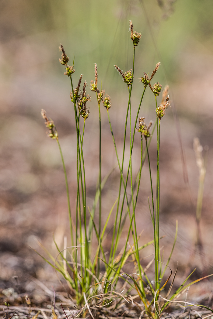 Изображение особи Carex supina.