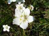 Parnassia palustris