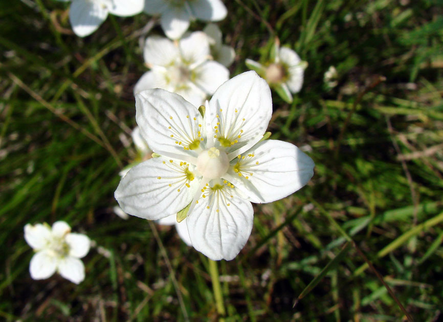 Изображение особи Parnassia palustris.