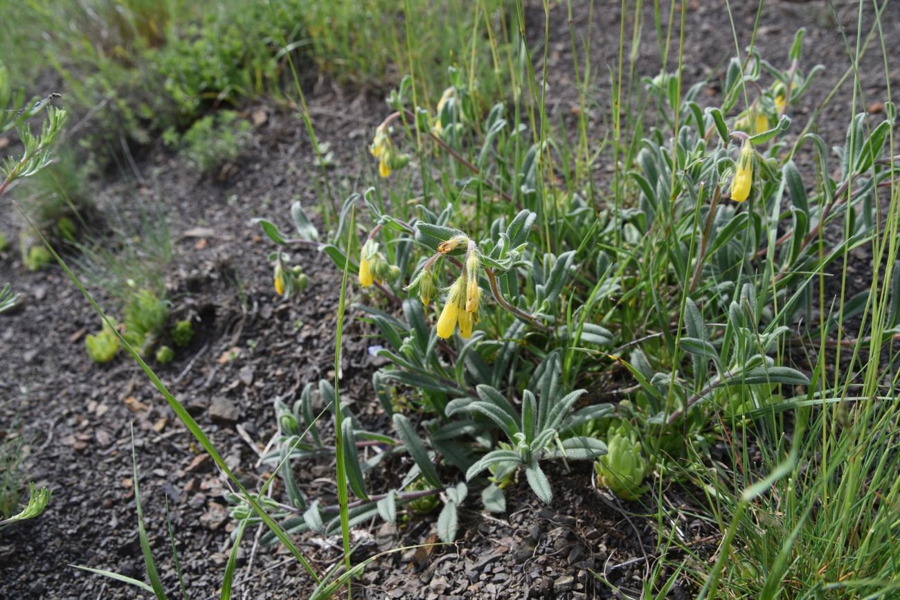 Изображение особи Onosma caucasica.