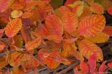 Cotinus coggygria