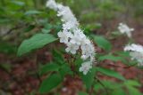 Deutzia parviflora