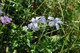 genus Linum