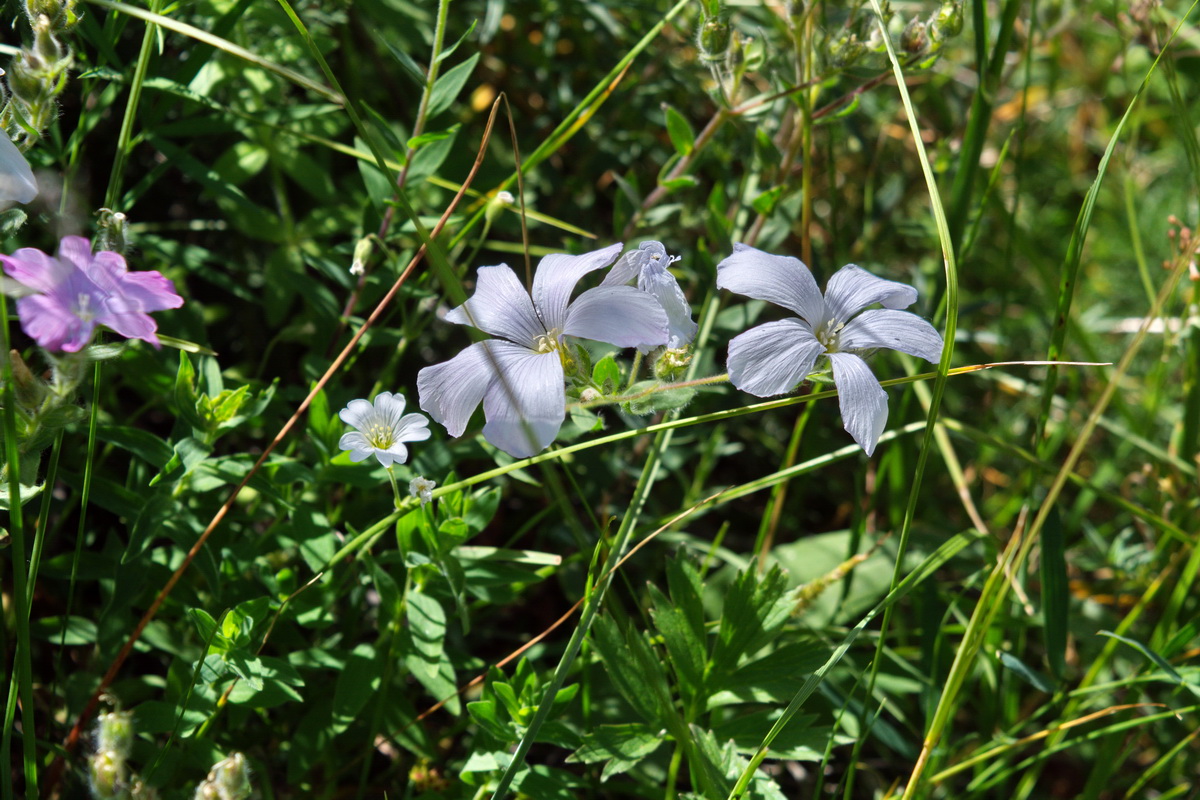 Изображение особи род Linum.