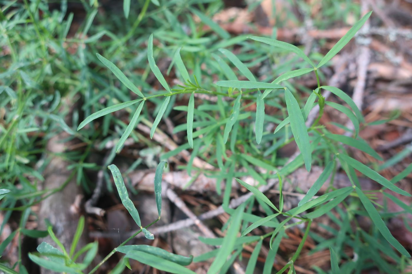 Image of Astragalus arenarius specimen.