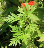 Cosmos sulphureus