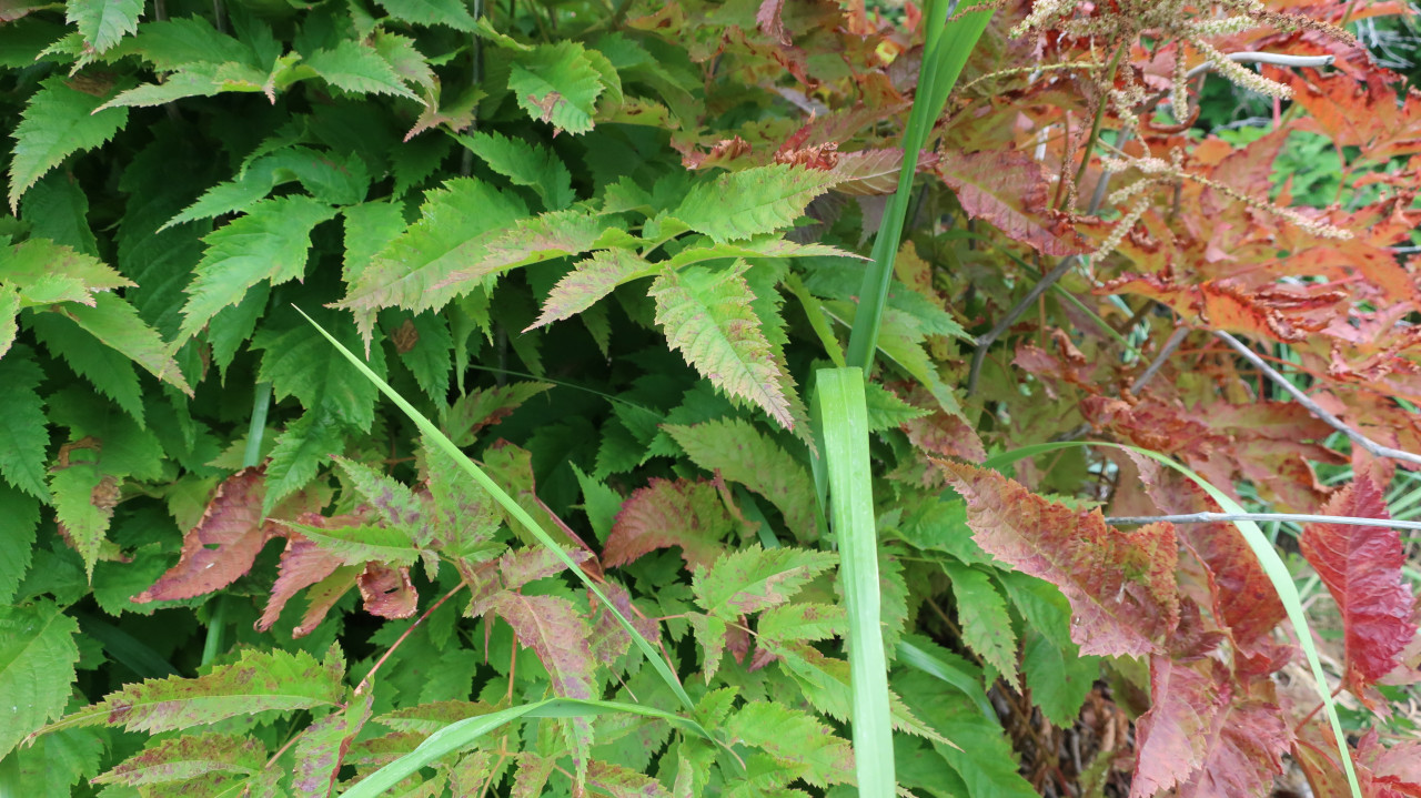 Image of Aruncus dioicus specimen.