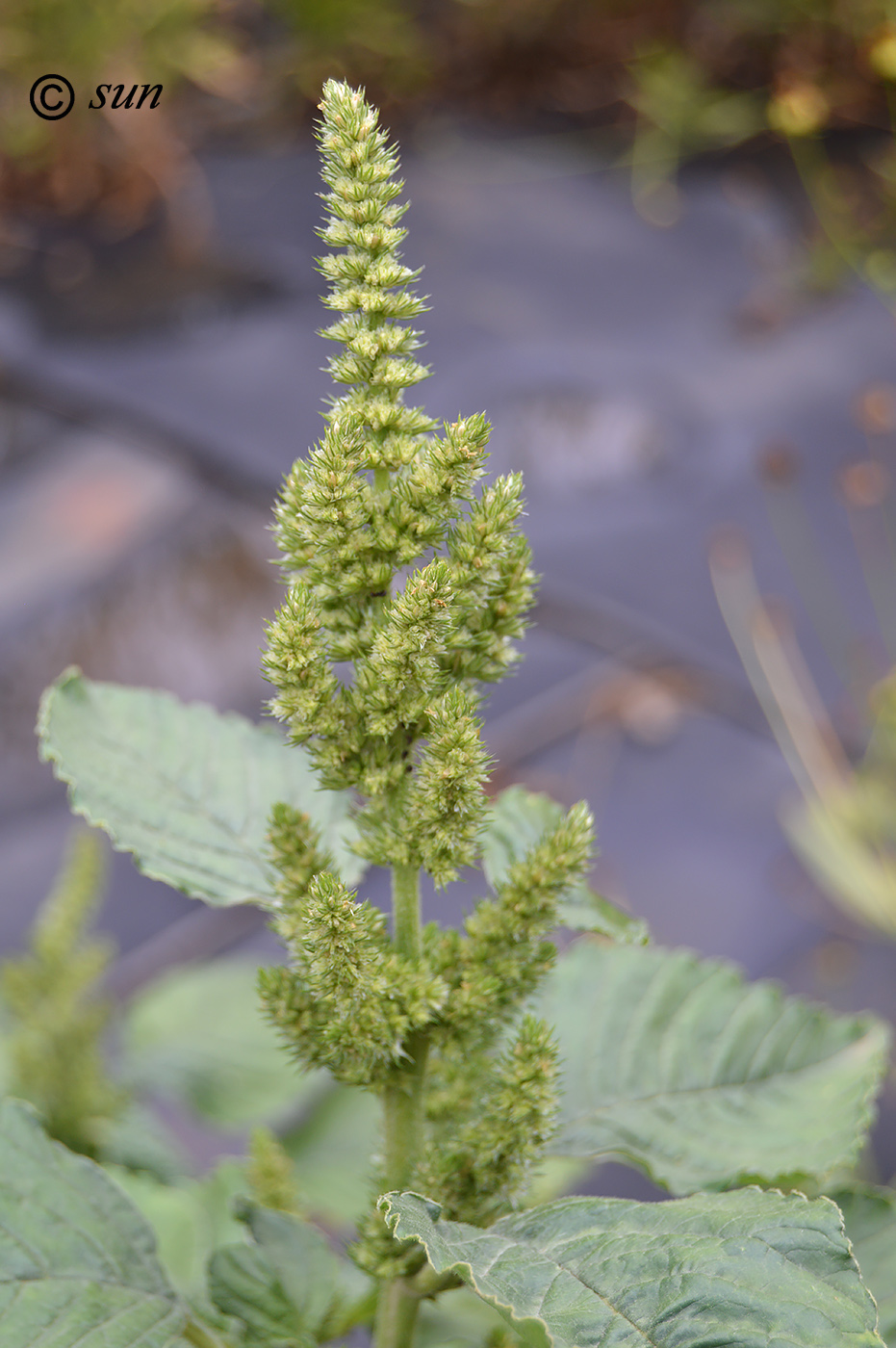 Image of Amaranthus retroflexus specimen.