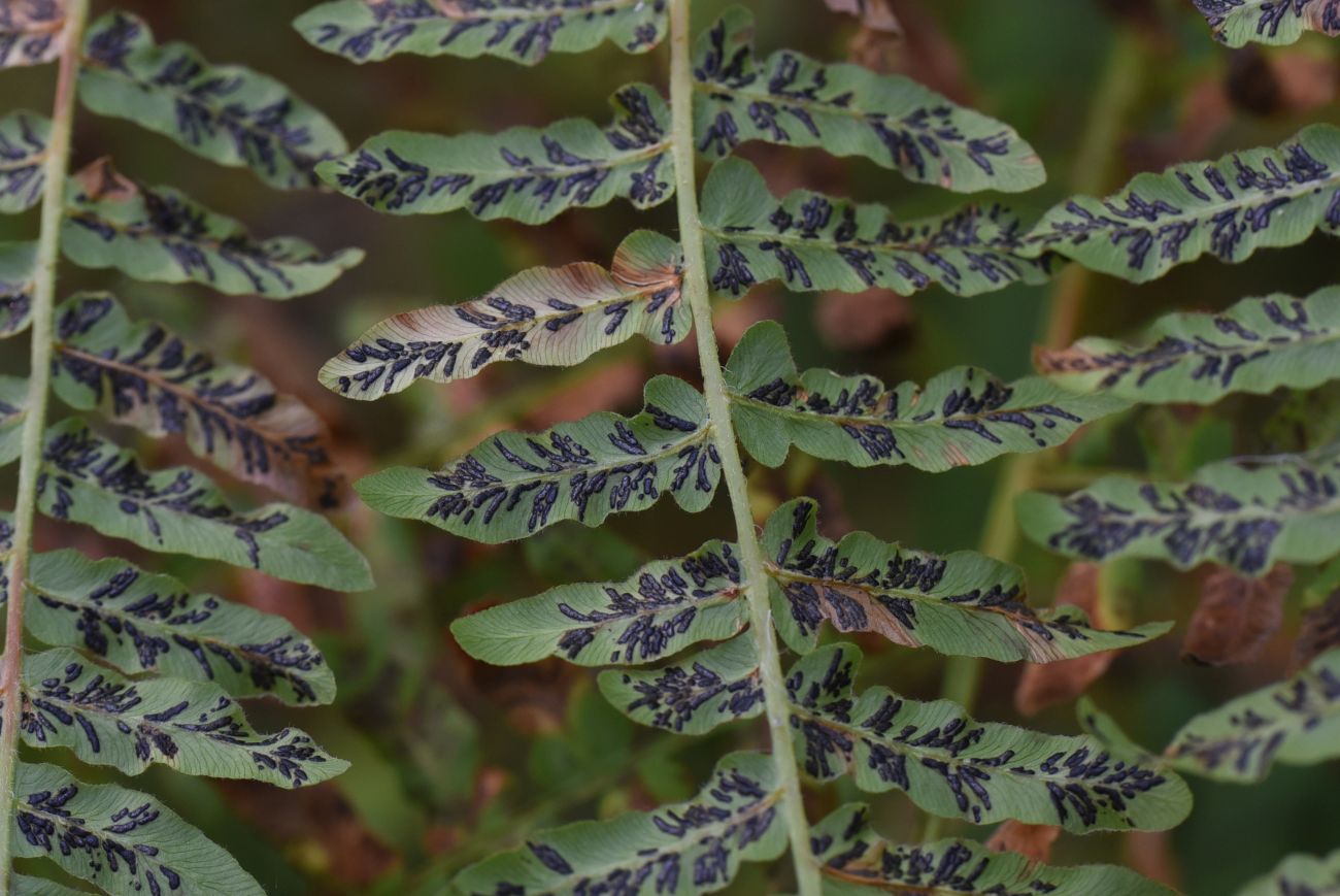 Изображение особи Pteridium pinetorum.