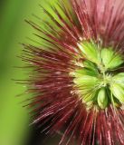 Setaria maximowiczii