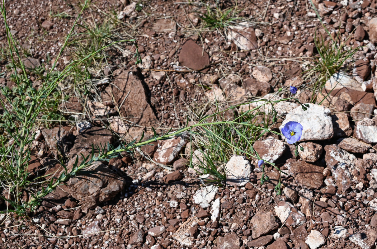 Image of Linum perenne specimen.