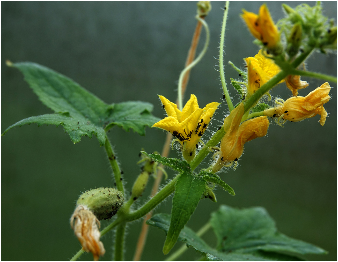 Изображение особи Cucumis sativus.