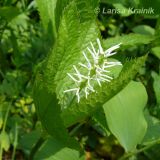 Chloranthus quadrifolius. Цветущее растение. Приморский край, Уссурийский район, Горнотаёжный дендрарий ДВО РАН. 23.05.2010.