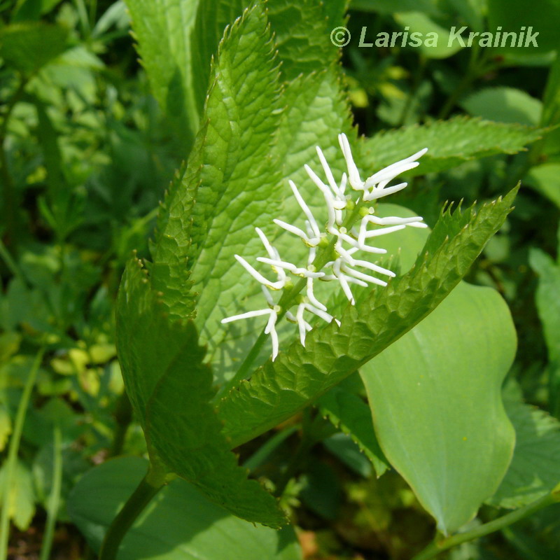 Image of Chloranthus quadrifolius specimen.