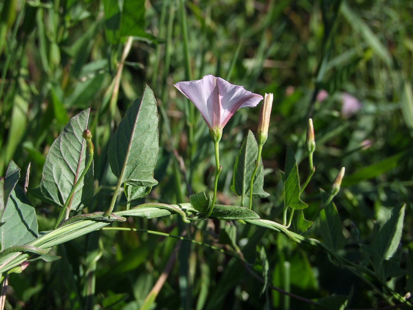 Изображение особи Convolvulus arvensis.