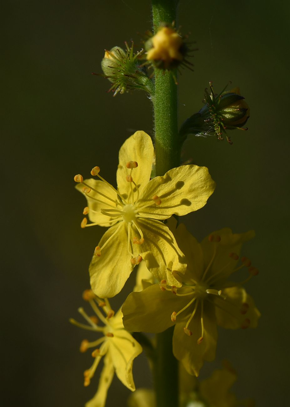 Image of Agrimonia eupatoria specimen.