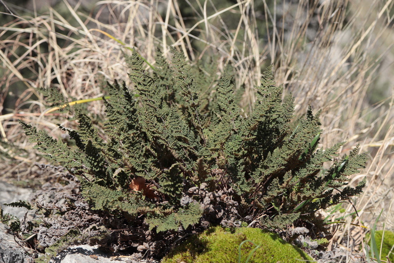 Изображение особи Oeosporangium persicum.