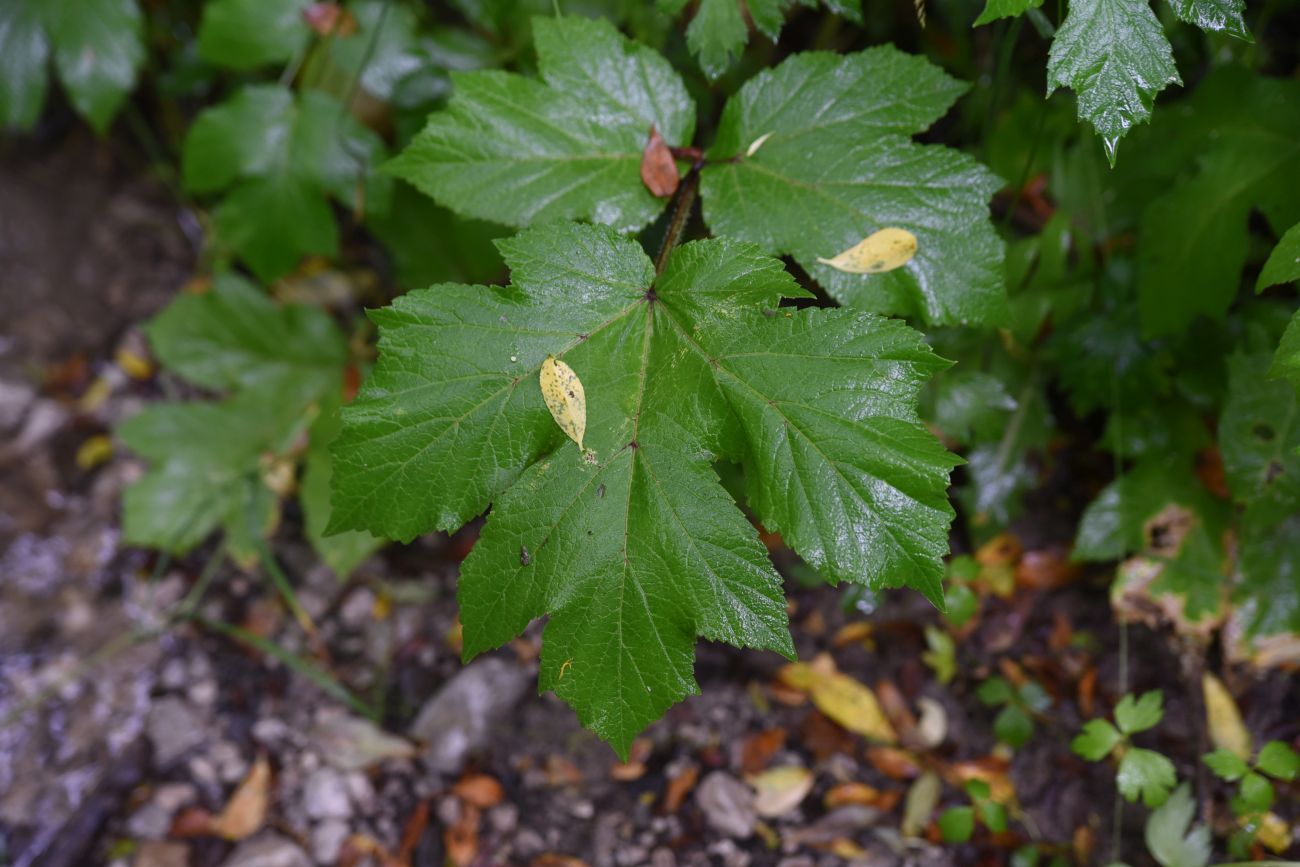 Изображение особи Heracleum asperum.