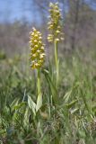 Orchis punctulata. Цветущее растение. Краснодарский край, м/о г. Новороссийск, гора Шахан, травянистое сообщество задернованного скального обнажения на склоне южной экспозиции. 28.04.2019.