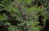 Juniperus virginiana