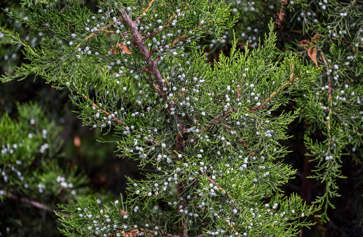 Изображение особи Juniperus virginiana.