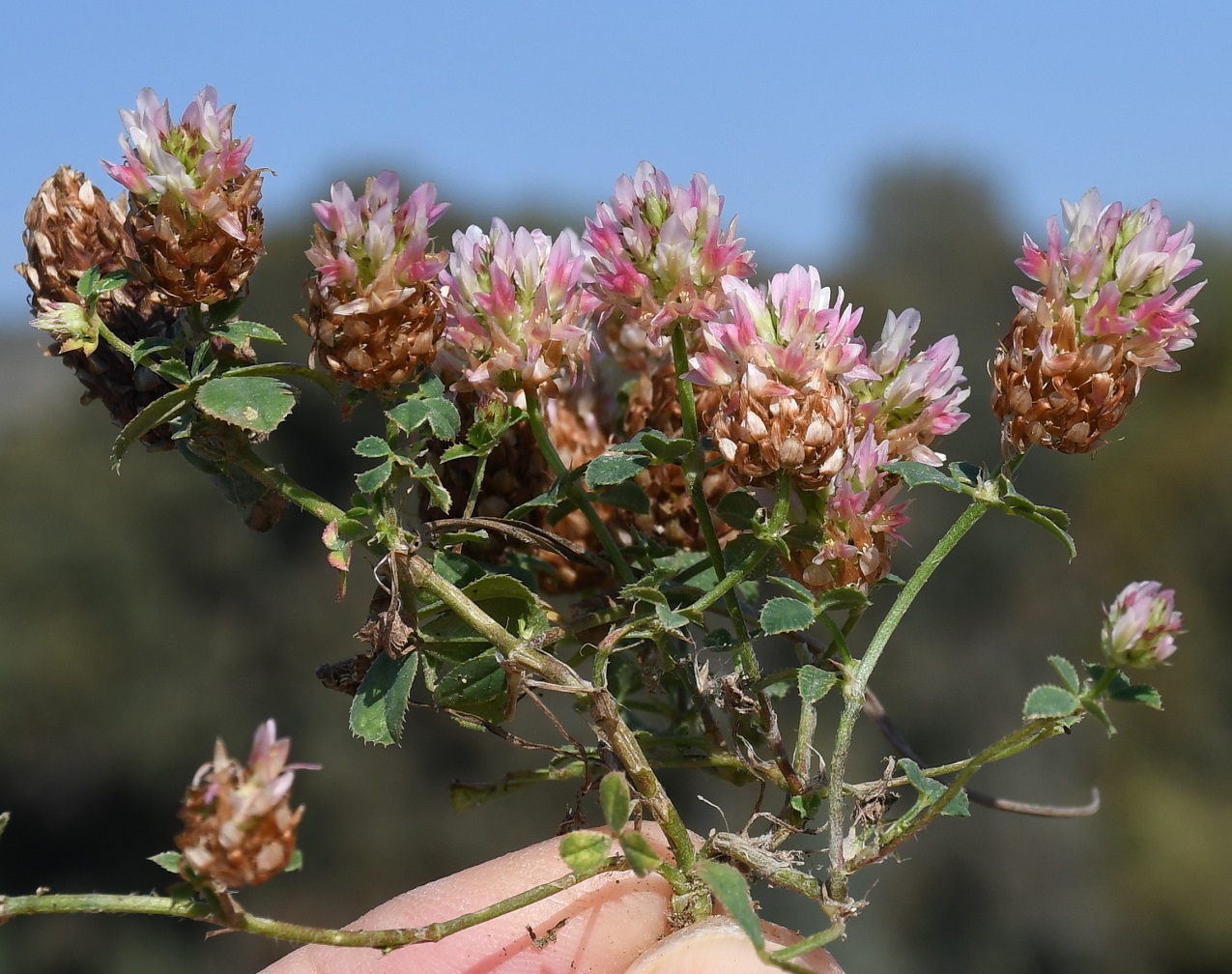 Изображение особи Trifolium argutum.